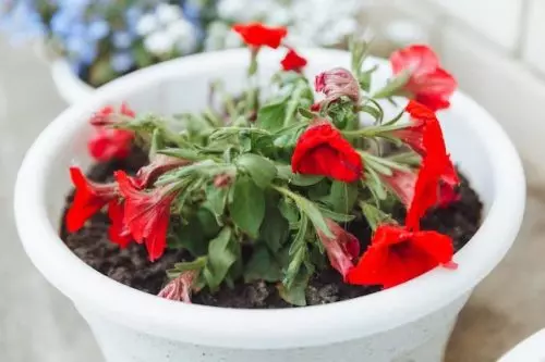 Simplemente disuelvo dos pastillas por litro de agua para regar y hasta la flor más atrofiada empieza a cobrar vida.