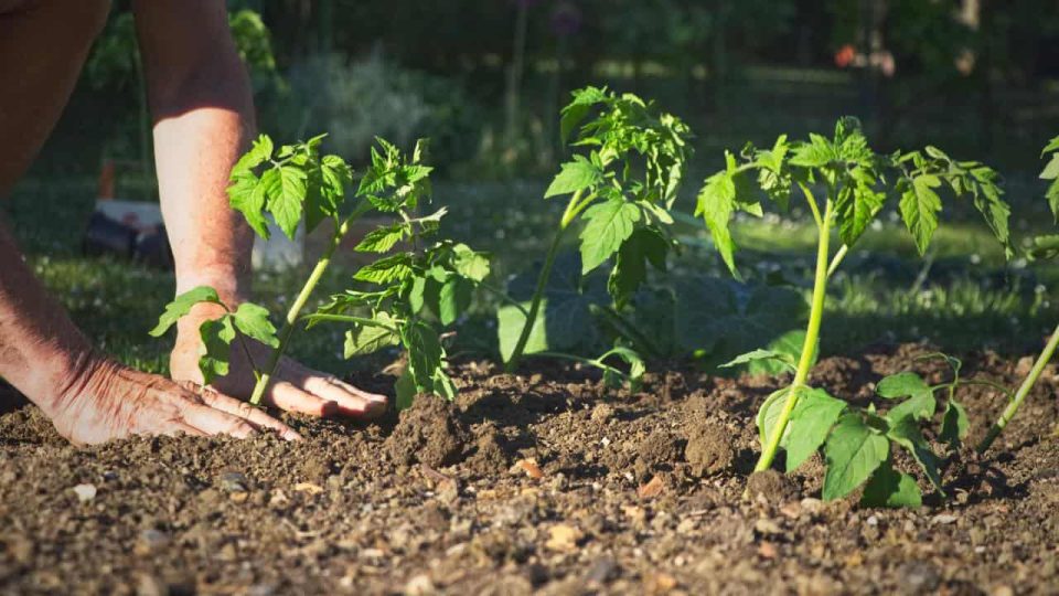 ¿Cuándo se plantan los tomates? ¡Asegúrate de no juzgar mal el mes si los quieres jugosos
