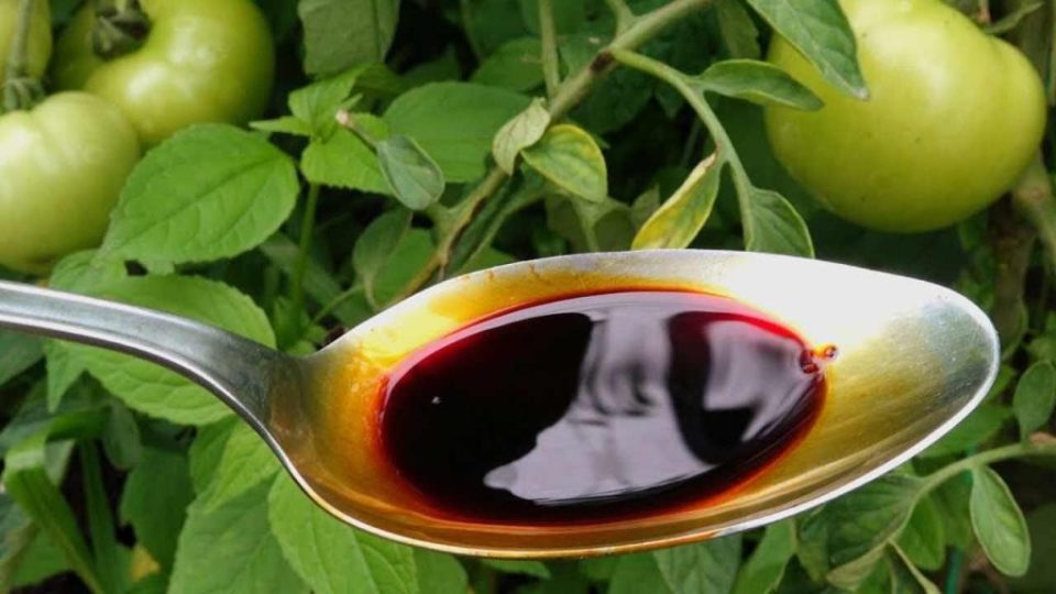 Adición importante para todas las plantas: tomates dobles, calabacines y pepinos