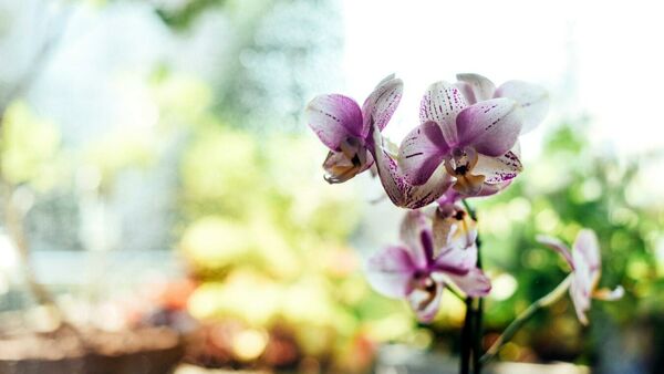 Cómo revivir una orquídea: 4 trucos y cómo trasplantar