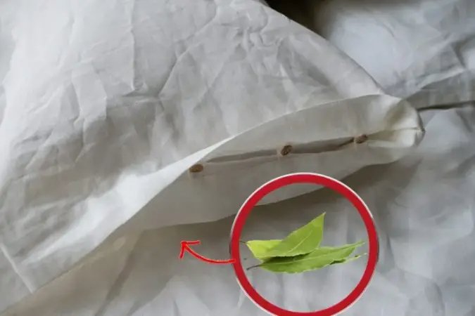 Pon siempre 2 hojas de laurel debajo de la almohada, ¡descubre por qué! Es un cambio de juego