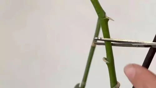 Las orquídeas de mi amiga están todas cubiertas de capullos y flores: resulta que usa cáscaras de plátano