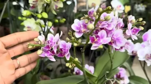 Mis orquídeas florecen todo el año: las riego con una infusión especialmente útil. Compartiendo la receta