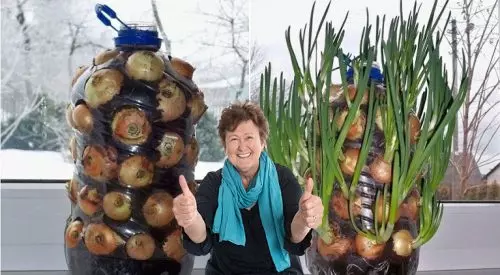 Cómo cultivar cebollas adecuadamente en el alféizar de una ventana para poder tener hierbas frescas durante todo el invierno