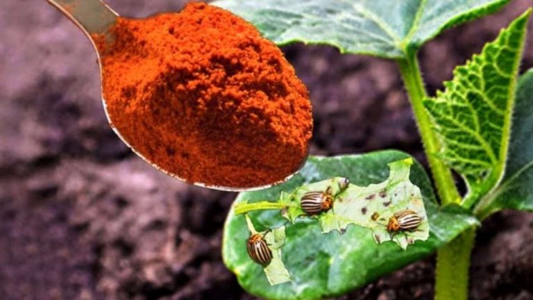 Los pulgones de las plantas desaparecen para siempre con este polvo: extiéndalo inmediatamente