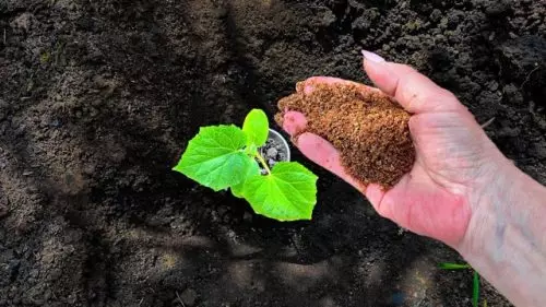 Al plantar pepinos en un hoyo, agregue un puñado de solución; obtendrá una gran cosecha de deliciosos pepinos.