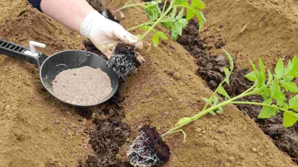 Agregue este nutriente antes de plantar: Ahora duplique la producción de tomate