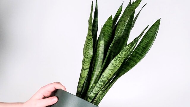 Sansevieria: los trucos para hacerla crecer más rápido