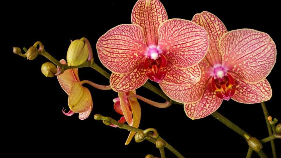 Hacer florecer las orquídeas: así es como hay que hacerlo, dicen los expertos