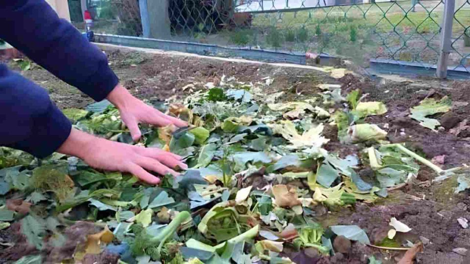 No tires los restos de plantas del jardín, valen oro si las reutilizas así