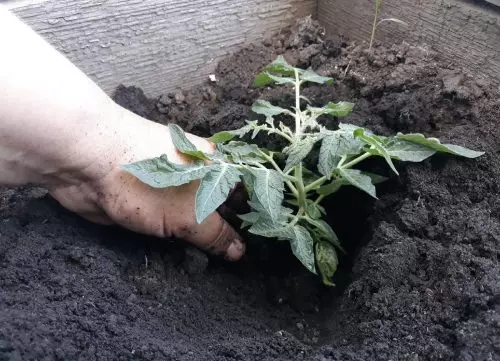 Lo que no debes poner en un hoyo al plantar tomates si no quieres quedarte sin cosecha