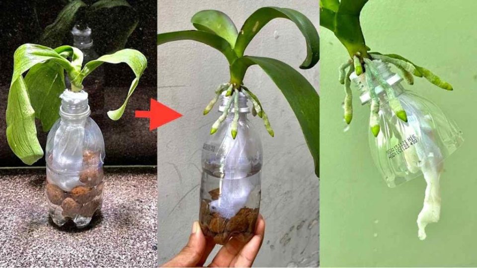Cuando lo hagas, ya no tendrás que preocuparte por revivir una orquídea sin raíces