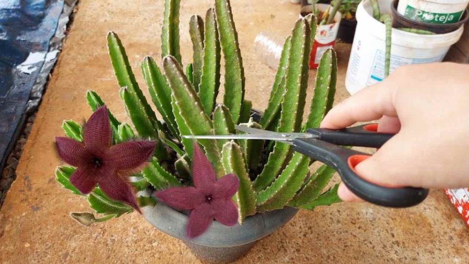 Cactus, por desgracia pocas personas conocían esta técnica infalible
