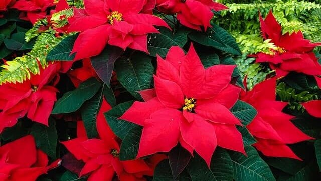 Poinsettia: 3 consejos para que viva bien y mucho tiempo (sin dejarlo morir)