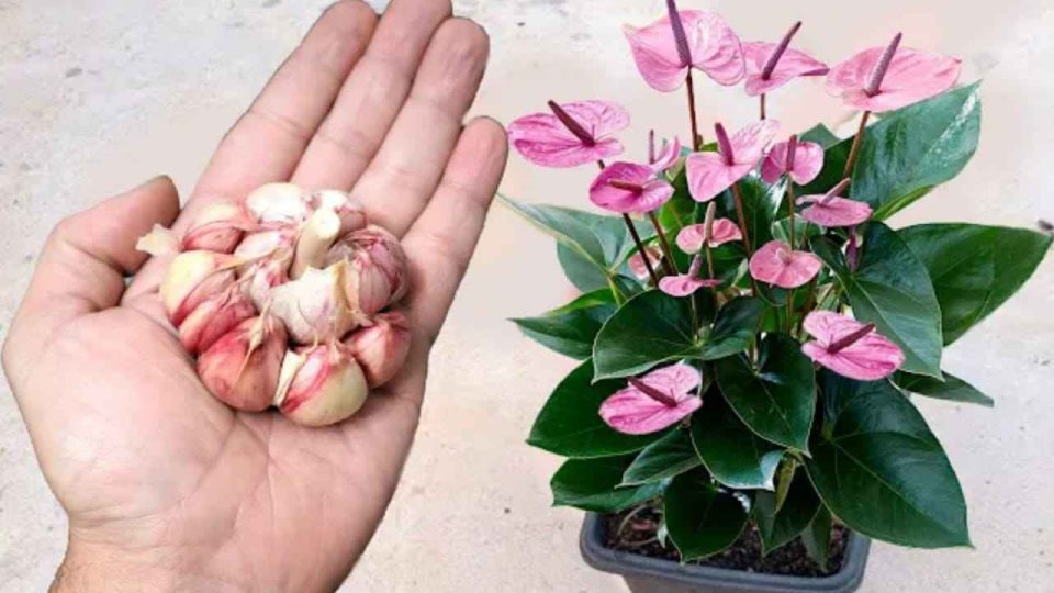 Un clavo en las plantas y te resultará difícil creer los resultados: son inmediatos.