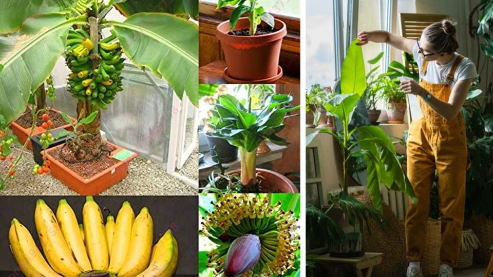 Cómo dar a luz y hacer crecer un plátano a partir del fruto, método gratuito de 0 a 3 años