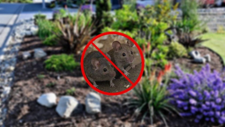 Cómo eliminar los ratones del jardín sin químicos: el remedio para mantenerlos alejados