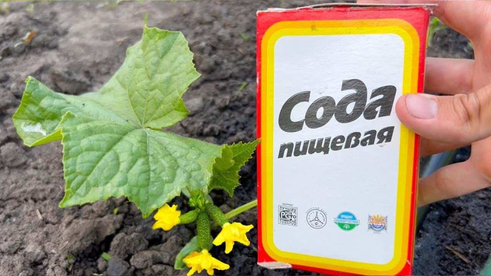 Espolvorea esto sobre los pepinos y los recogerás del jardín para el otoño