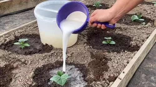 Los pepinos comienzan a crecer inmediatamente: fertilizante estimulante natural para el crecimiento de las plántulas