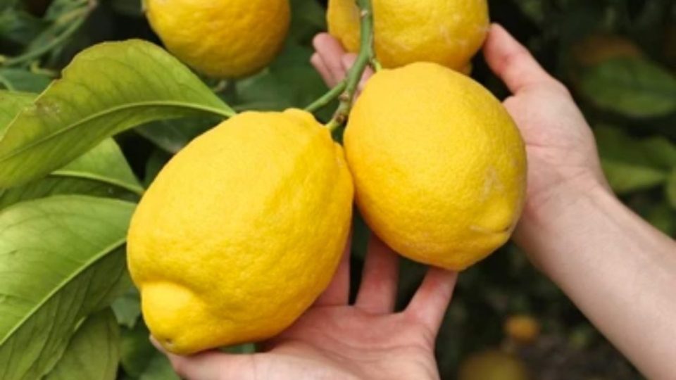 Limones siempre enormes y jugosos según el método del viejo agricultor: pruébalos ahora