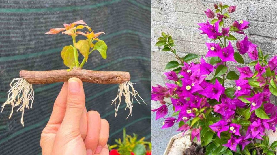 Cómo propagar ramas de buganvilla en el balcón o en el jardín: el método infalible