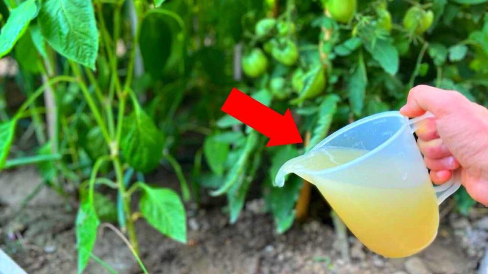 Póngalo ahora en sus plantas de pimiento y tomate para obtener una cosecha increíble.