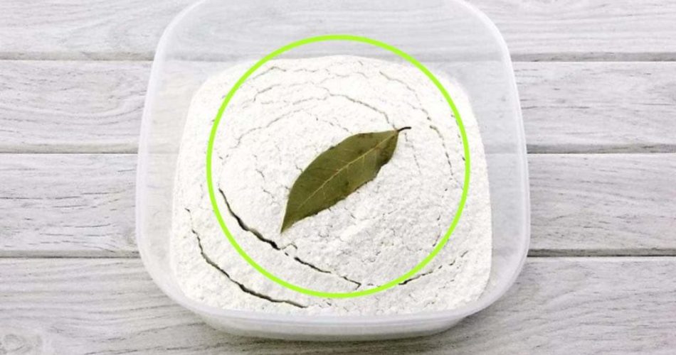 Hoja de laurel en harina, por qué utilizarla así: los beneficios