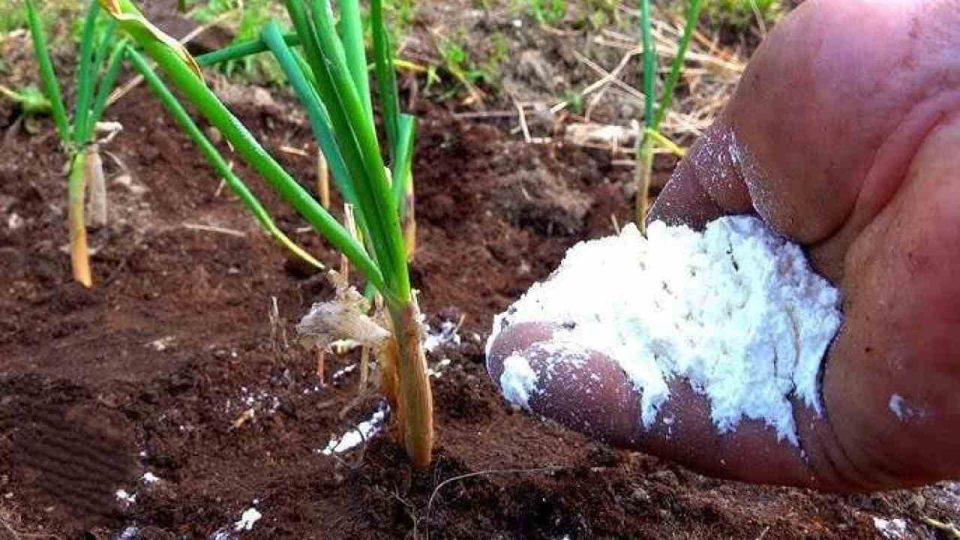 Alimente los bulbos en junio con este fertilizante: crecen mucho cada año