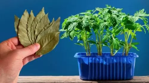 3-4 hojas para alimentar las plántulas, después de lo cual todas las plantas estarán sanas y fuertes.