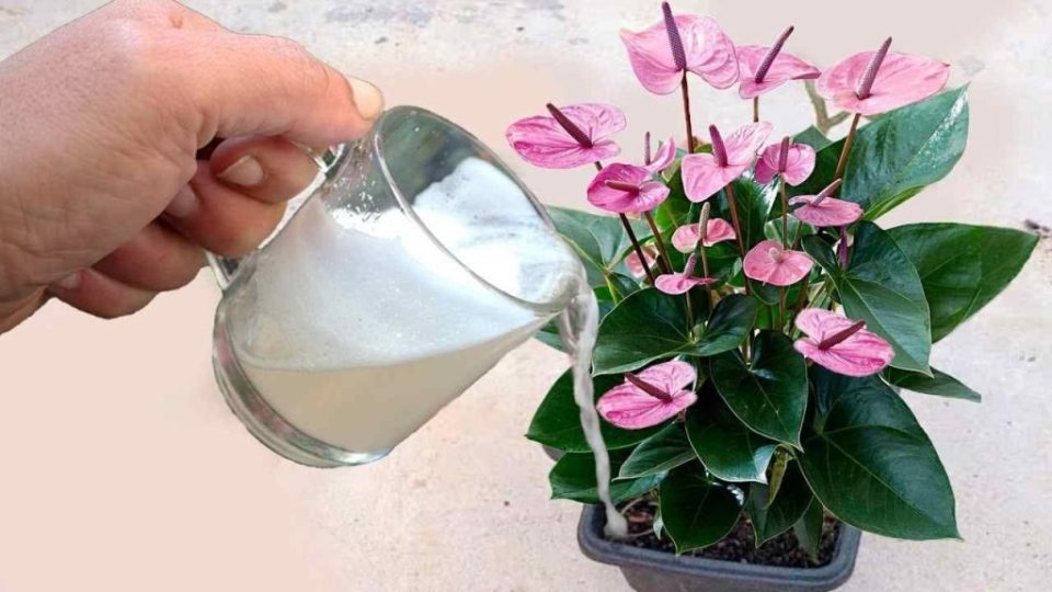 Con solo 1 frasco, muchas flores crecen tanto en el balcón como en el jardín