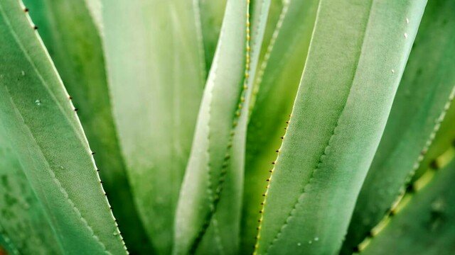 Cómo cultivar aloe vera y tener a mano una planta siniestra