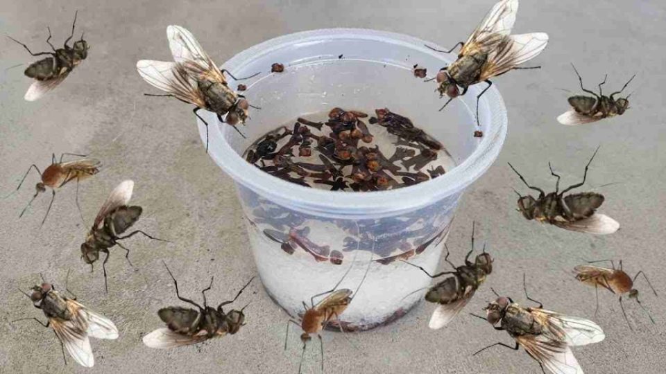 Esto hace que moscas, mosquitos y cucarachas revoloteen en menos de 10 minutos.