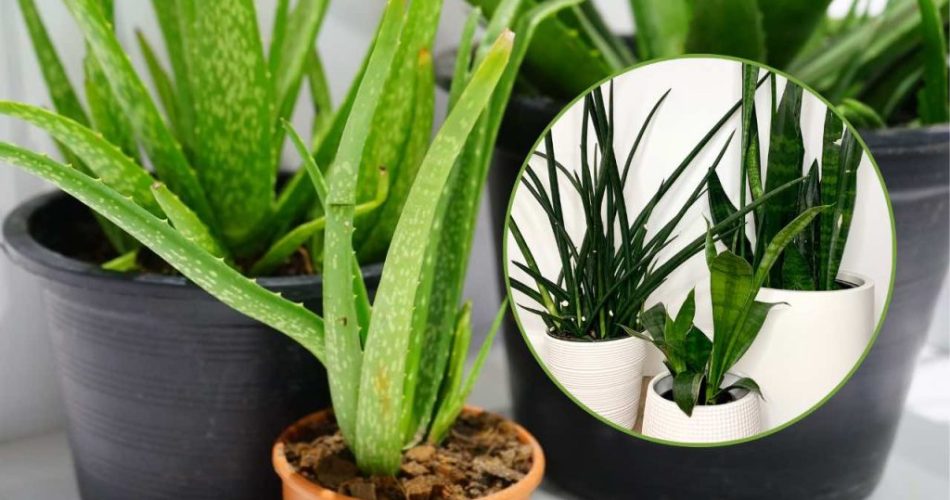 Aire viciado en casa, estas plantas te ayudan a limpiarlo: un toque saludable para tu salud