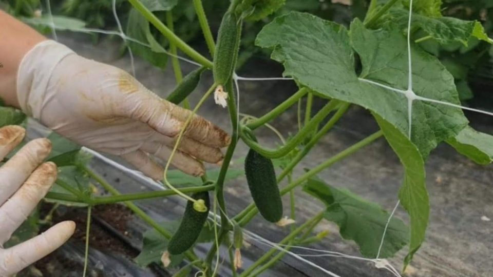 Pepinos, cultívelos así: evite enfermedades y obtenga grandes cosechas