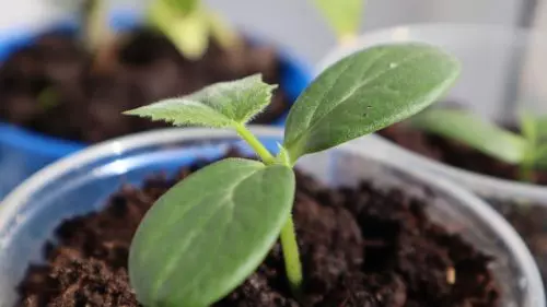 Para recolectar pepinos en cubos y antes de lo previsto, aplico este fertilizante a las plántulas.