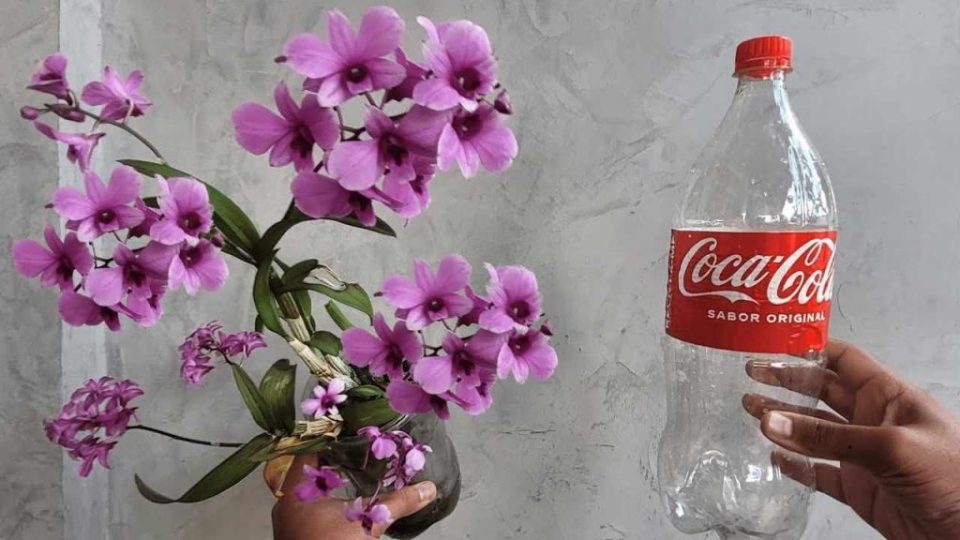 Con este ingrediente, alimentas a la orquídea mejor que un jardinero: muy abundante