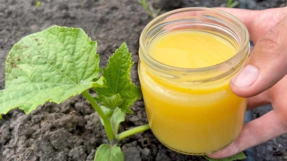 Los pepinos, los tomates y los calabacines crecen de inmediato, frutas en abundancia