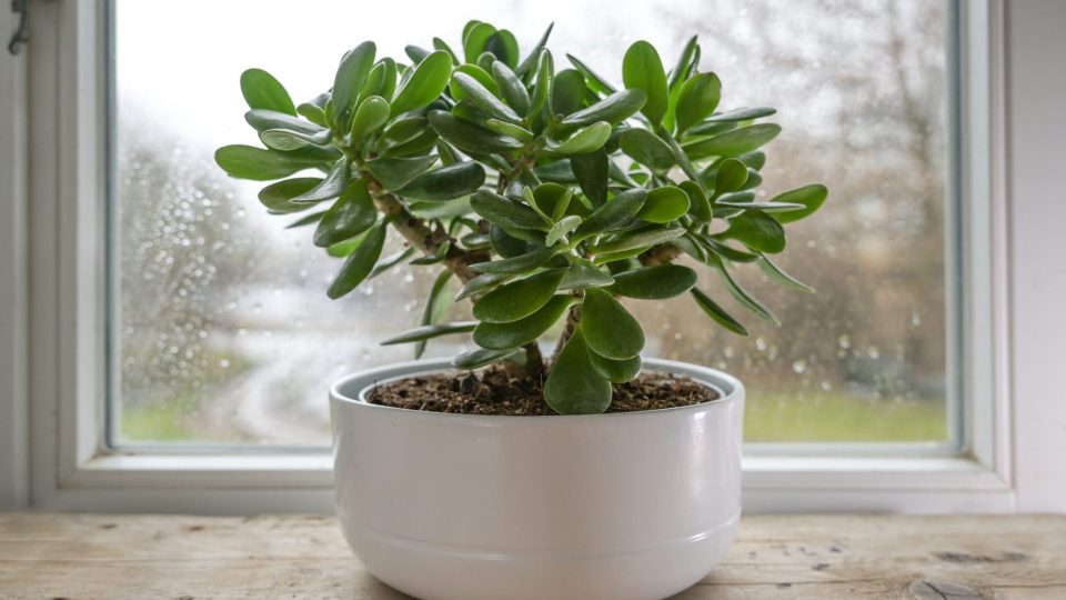 Cómo cultivar crassula ovata: consejos para cuidar la “planta del dinero”