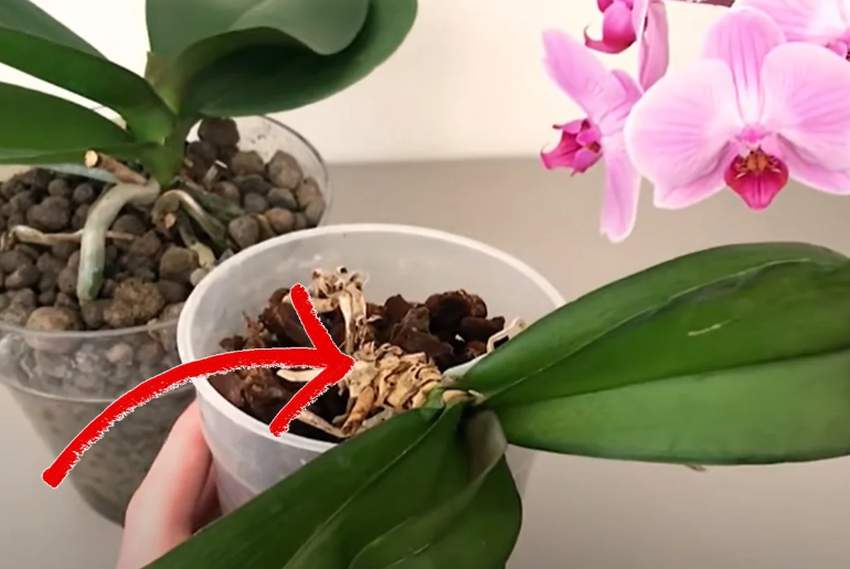 ¿Orquídea con raíces secas? ¡No lo tires! ¡Aquí te explicamos cómo guardarlo!