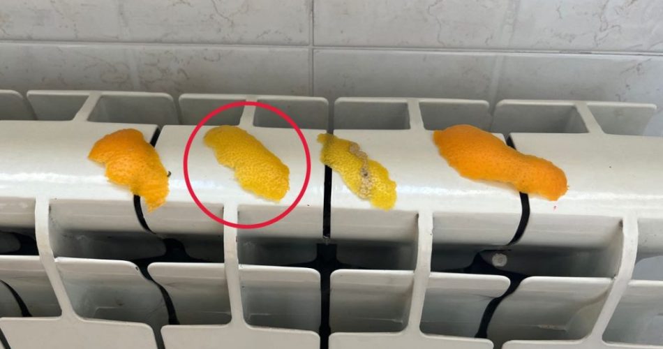 Cáscaras de cítricos en los radiadores: lo que sucede es sorprendente
