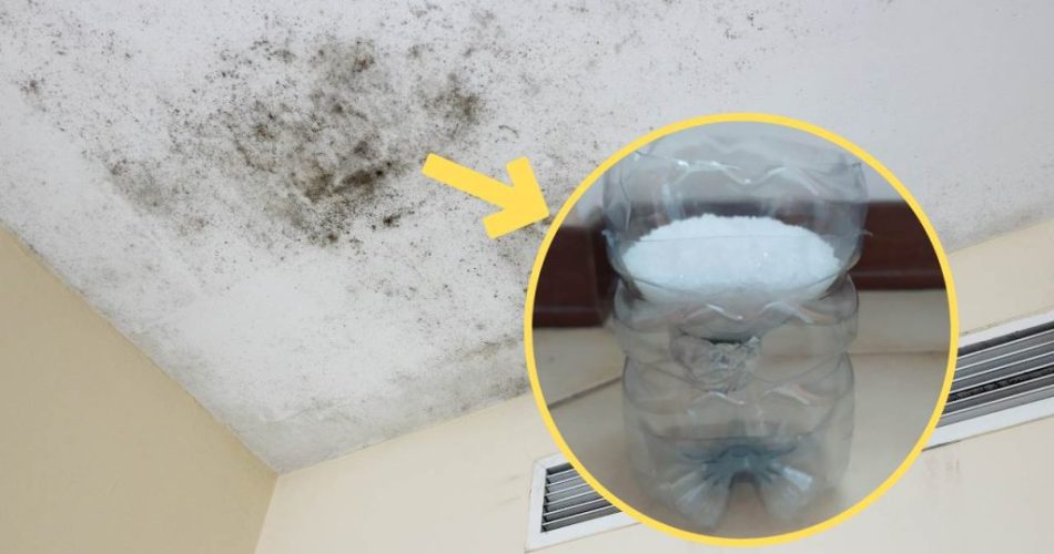 Humedad en tu hogar, con el método de la botella podrás solucionar fácilmente el problema