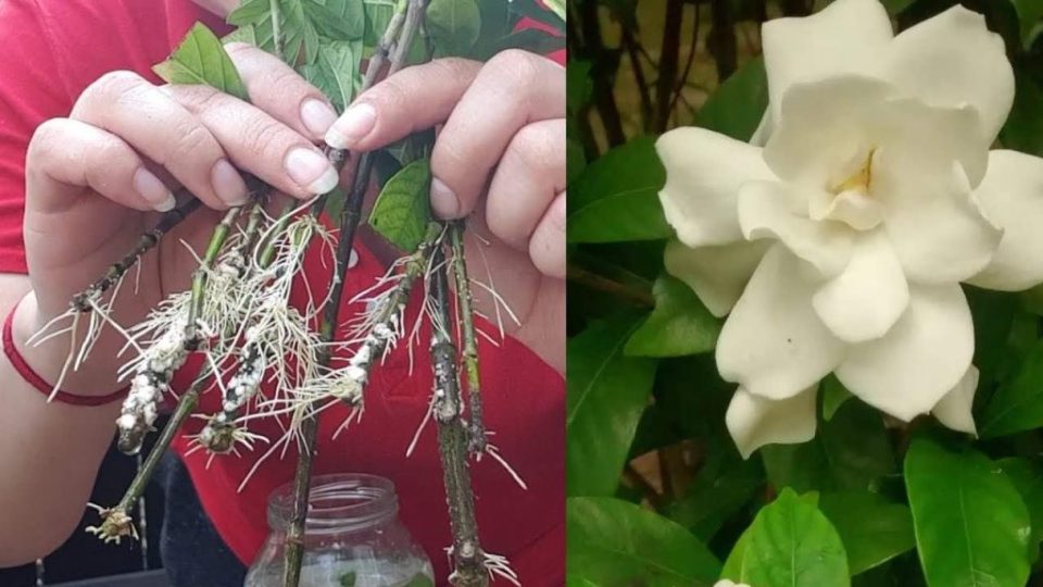 Cómo reproducir gardenia o jazmín indefinidamente: sale a la luz el secreto de los floristas