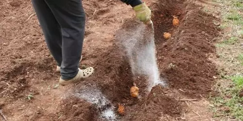 Al plantar patatas, no vierta estos fertilizantes en los agujeros, ya que solo dañan el cultivo.