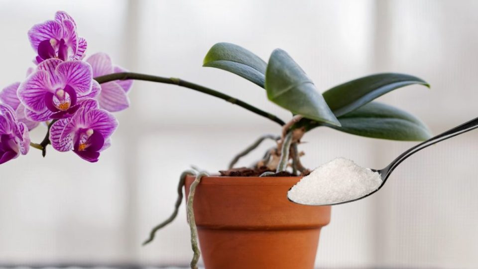 Con el método de la botella, la orquídea dura toda la vida: la táctica de todo jardinero