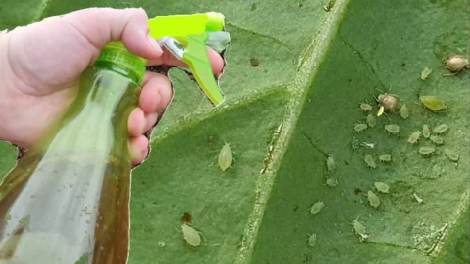 Potente pesticida sin coste: dile adiós a todos los insectos de las plantas