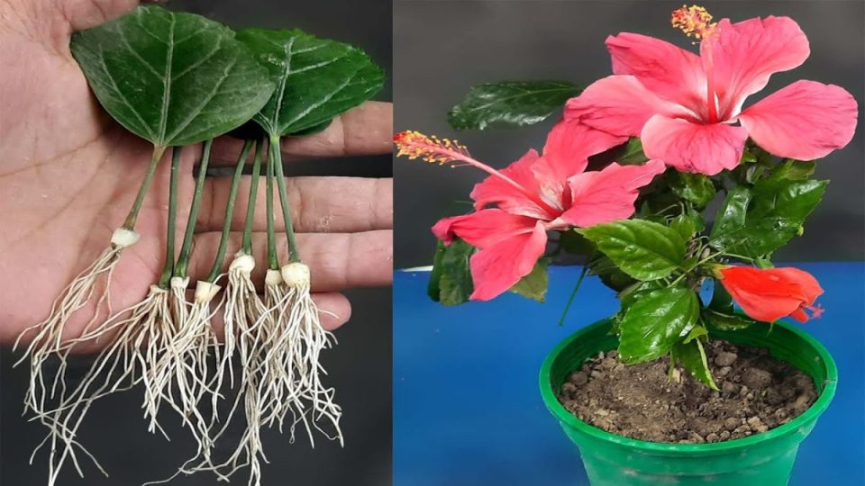 Cómo propagar hibisco a partir de hojas – ¡Nuevo método súper fácil!