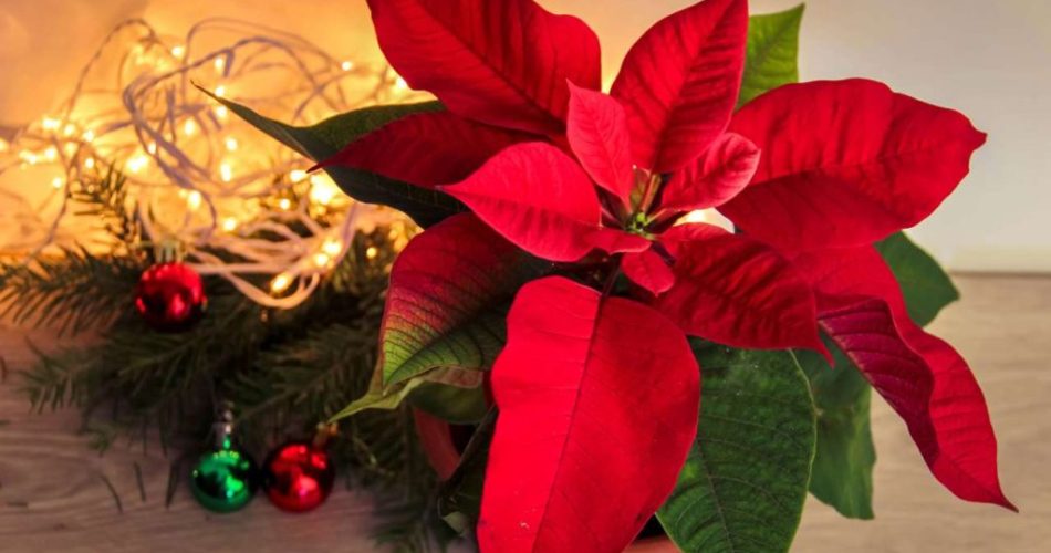 Poinsettia, si la colocas aquí florece mejor: el lugar perfecto