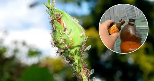 Cómo deshacerse de los pulgones para no dañar las flores. Consejos de jardineros experimentados.