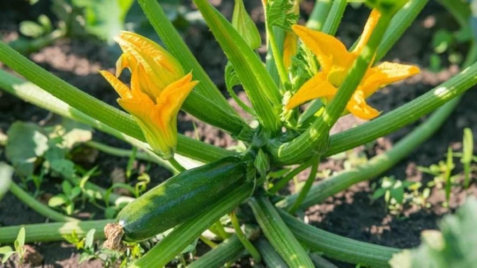 Cultiva esta planta cerca del calabacín si quieres que siempre esté agradable y fresco