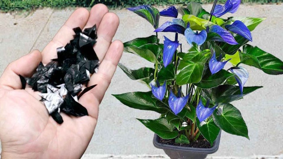 El secreto de este cultivador milenario hará explotar un ramo